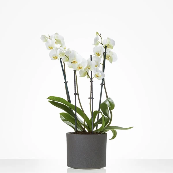 Phalaenopsis Orchidee Bitgum bezorgen