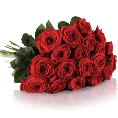 Red Roses Hollandsche-Rading
