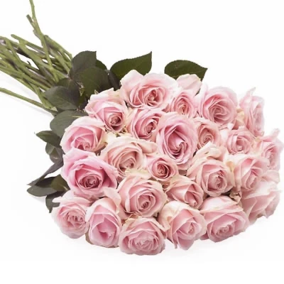 Pink Roses Hollandsche-Rading